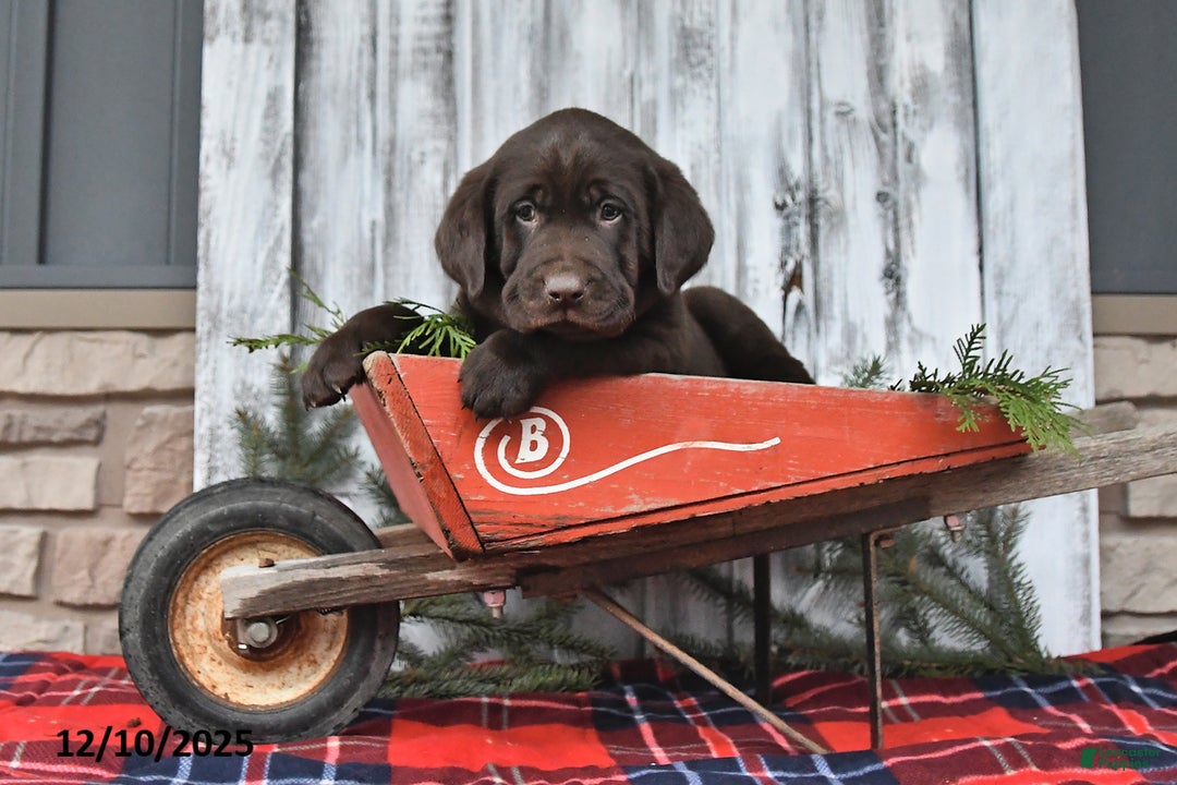 Labrador Retriever dogs for sale: Otis - Ad 2