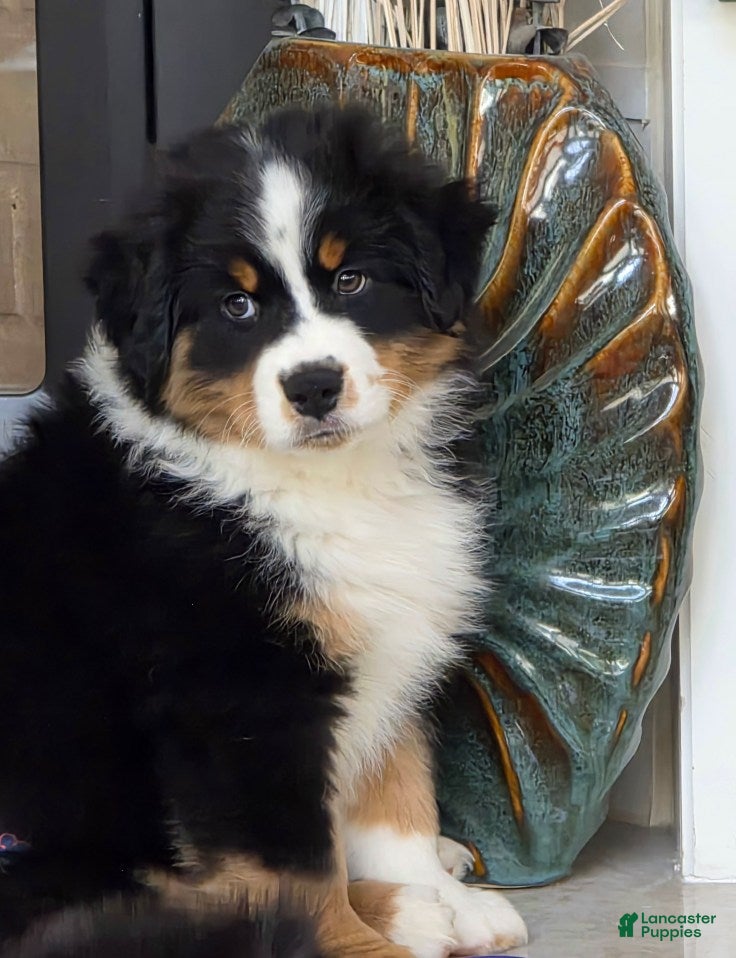 Miniature Australian Shepherd dogs for sale: Radar - Ad 17