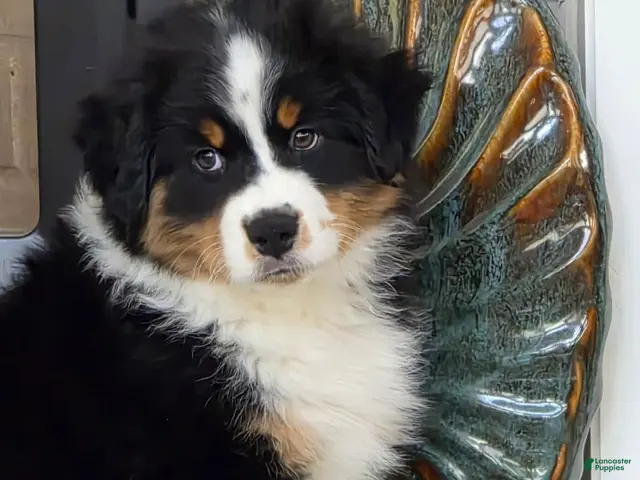 Miniature Australian Shepherd dogs for sale: Radar - Ad 17