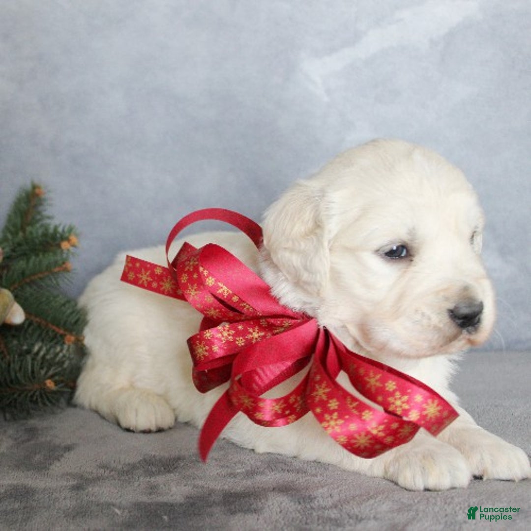 Golden Retriever dogs for sale: Angel - Ad 2