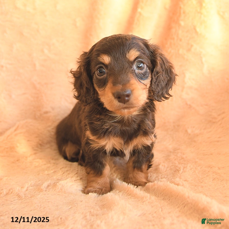 Miniature Dachshund dogs Smores - Ad 6