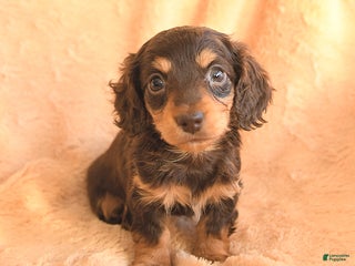 Miniature Dachshund dogs for sale: Smores - Ad 1
