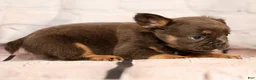 French Bulldog dogs for sale: Louie - Ad 6