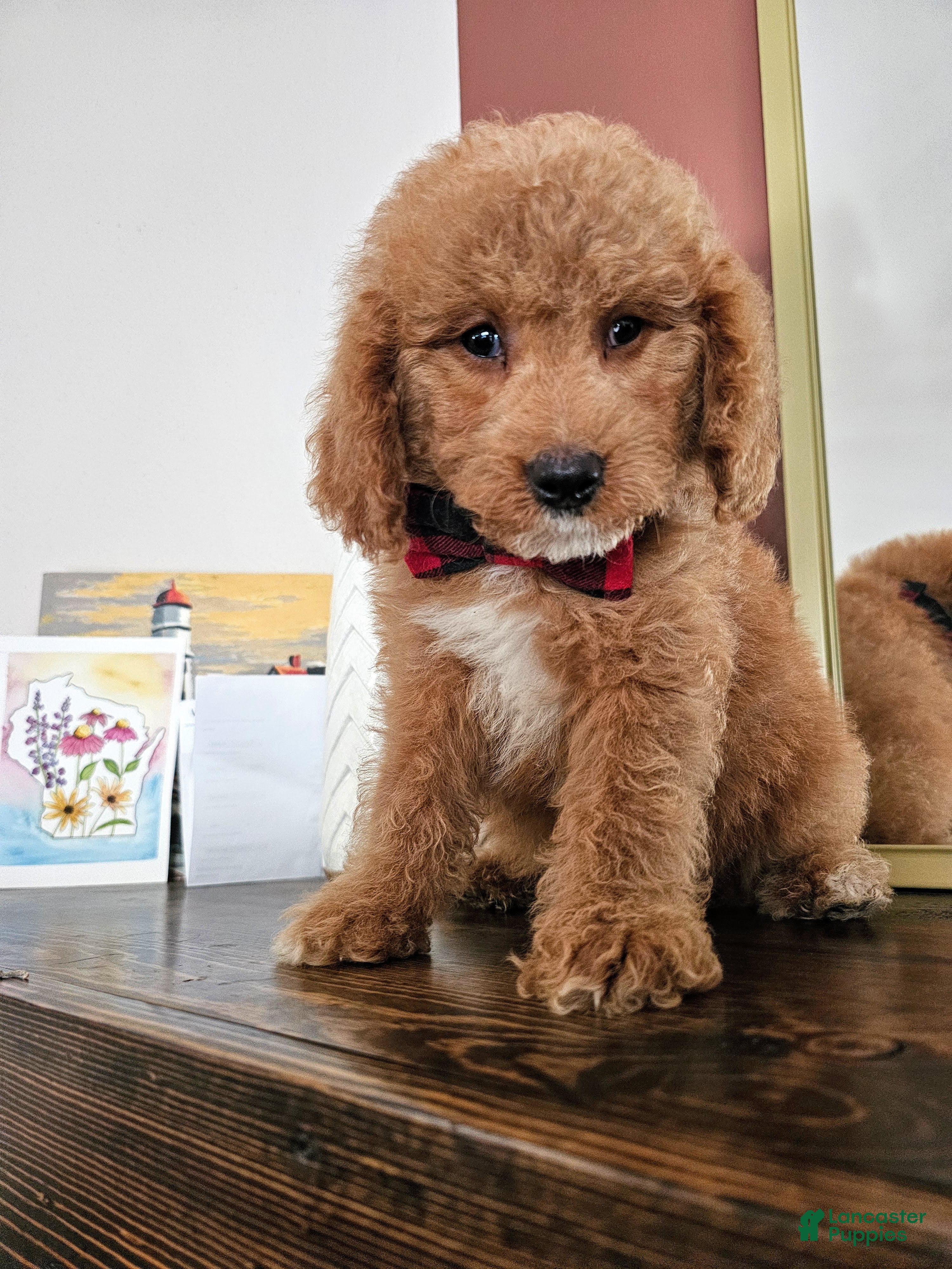 Mini Goldendoodle dogs Boone - Ad 21