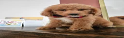 Mini Goldendoodle dogs for sale: Boone - Ad 1