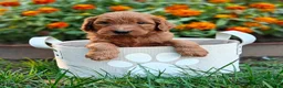 Goldendoodle dogs for sale: Moose - Ad 4