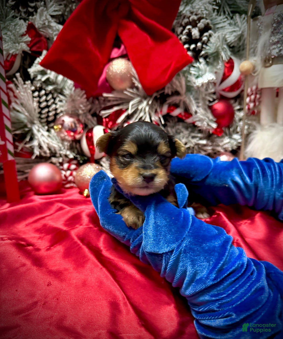 Yorkshire Terrier dogs for sale: Fettuccine  - Ad 16