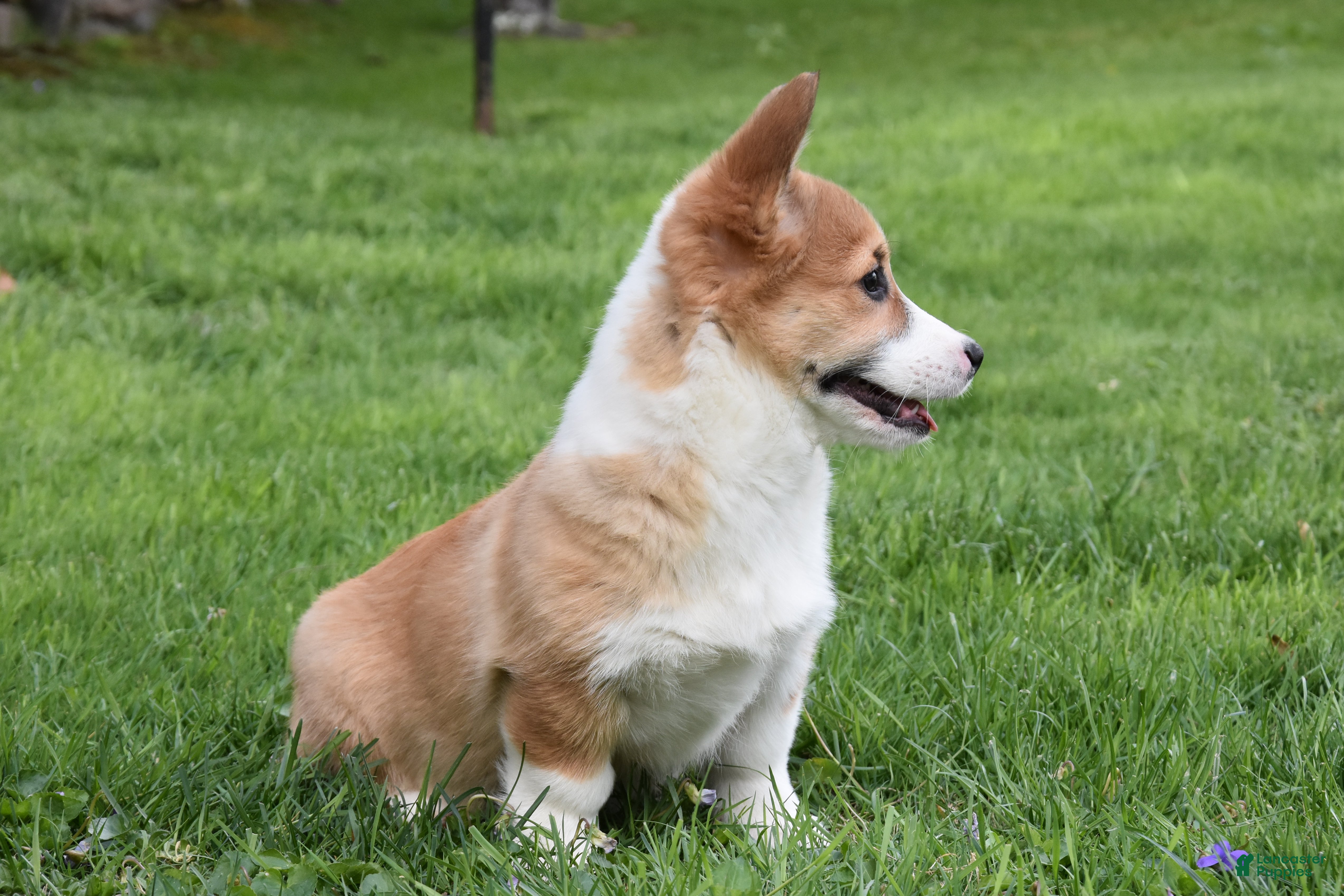 Welsh Corgi Pembroke dogs Buttercup - Ad 2