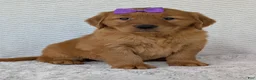 Golden Retriever dogs for sale: Miss Summer  - Ad 24