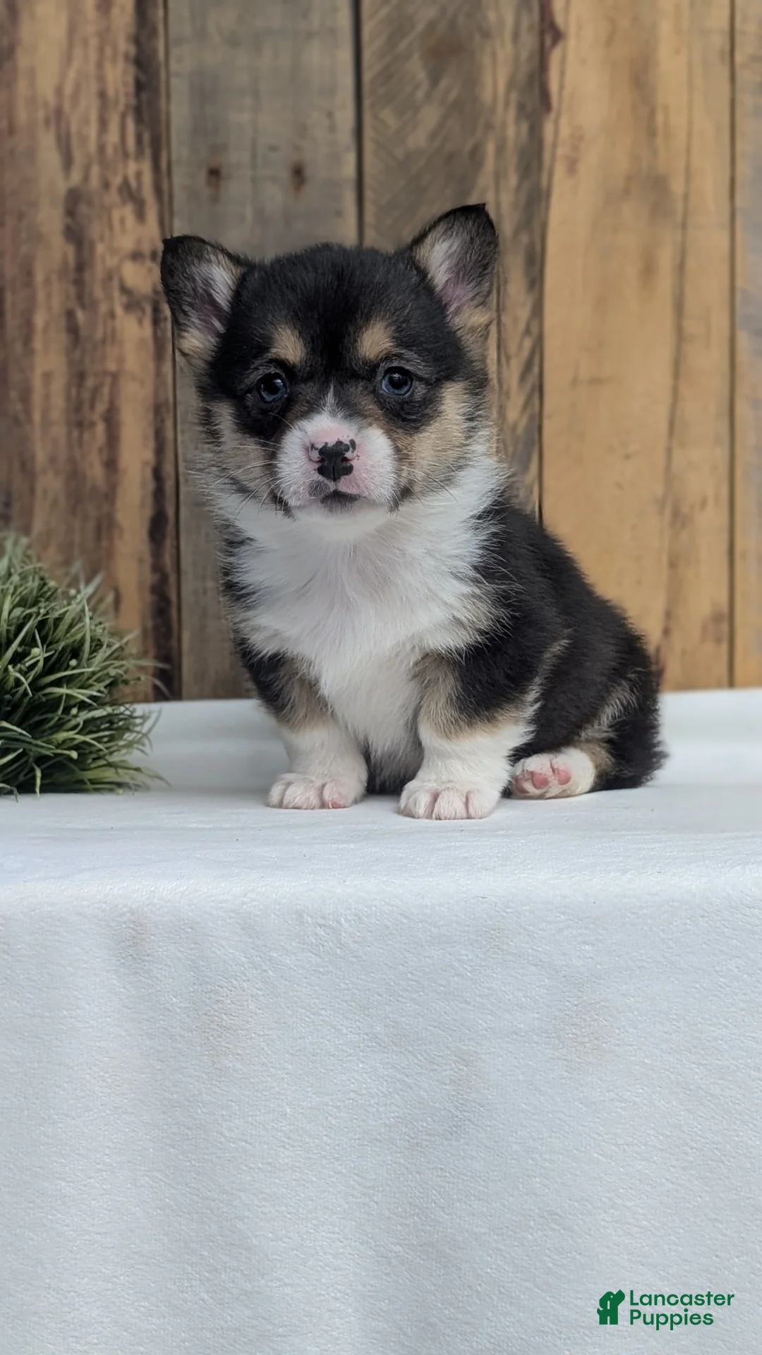 Welsh Corgi Pembroke dogs for sale: Finn  - Ad 3