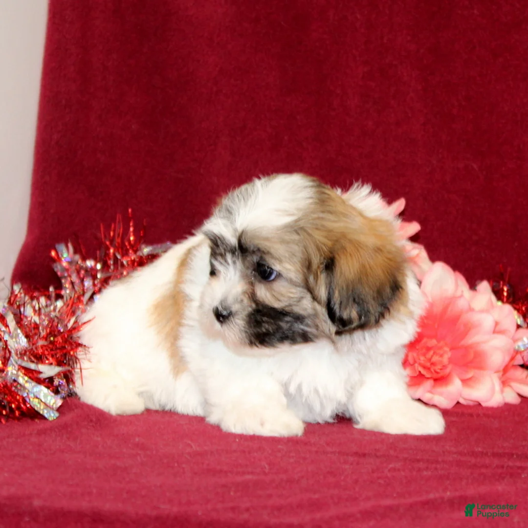 Teddy Bear dogs for sale: Zaydee - Ad 4