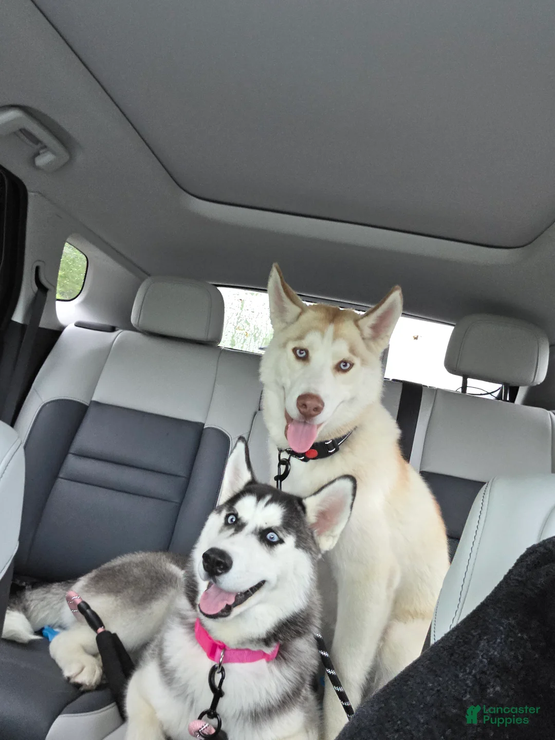 Siberian Husky dogs for sale: Lobo - Ad 2