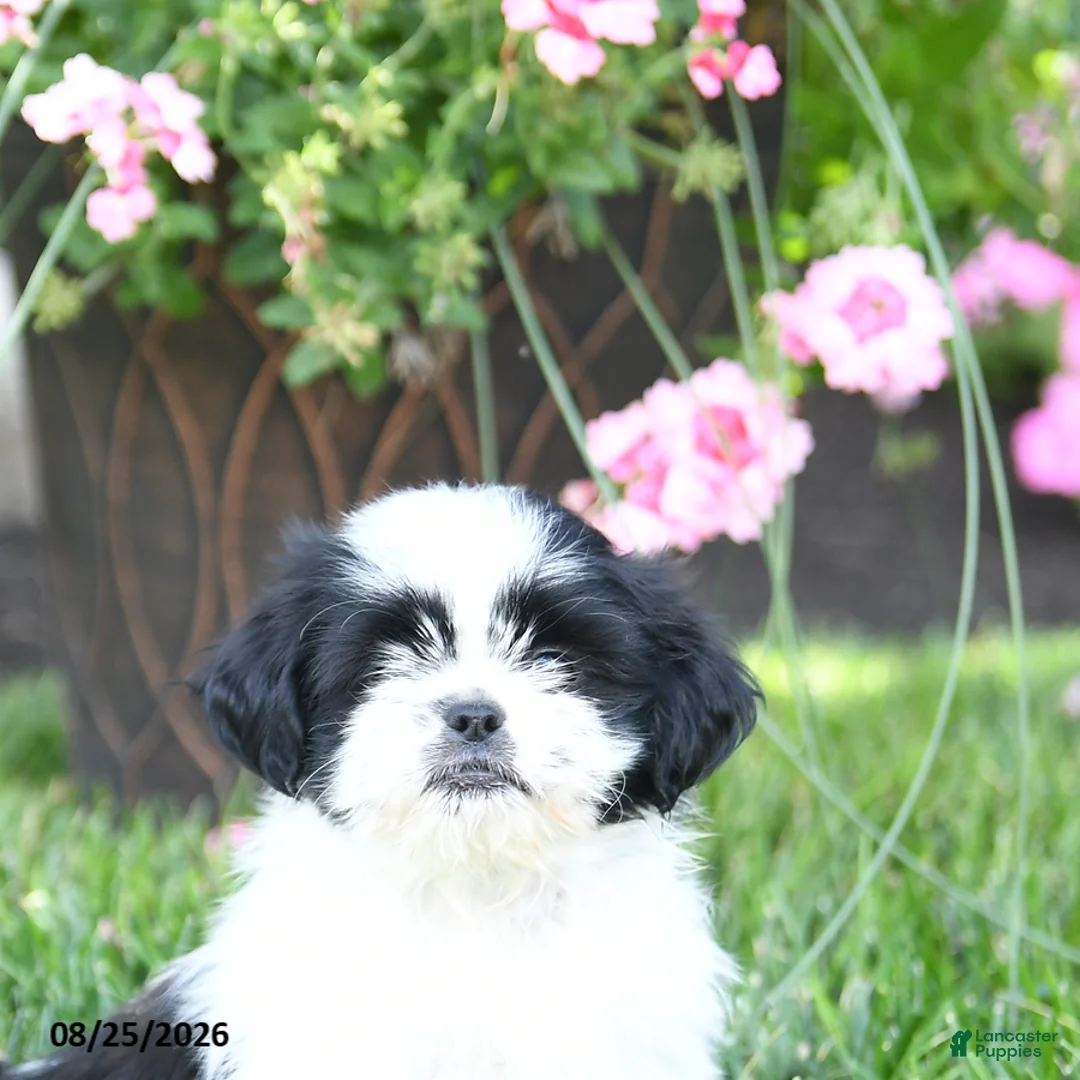 Shih Tzu dogs for sale: Avery - Ad 2