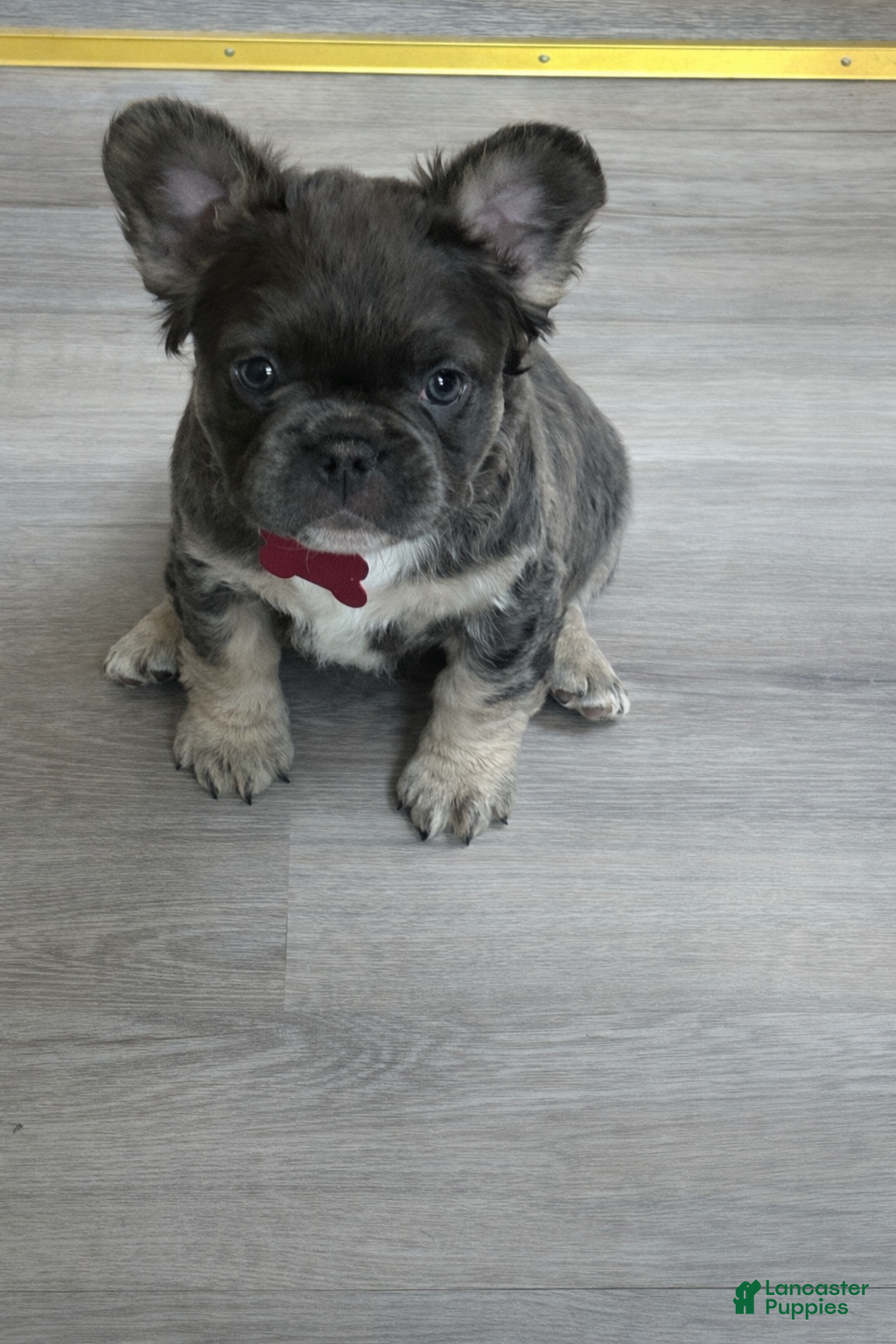 French Bulldog dogs French Bulldog Puppy 1 - Ad 6
