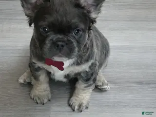 French Bulldog dogs French Bulldog Puppy 1 - Ad 6