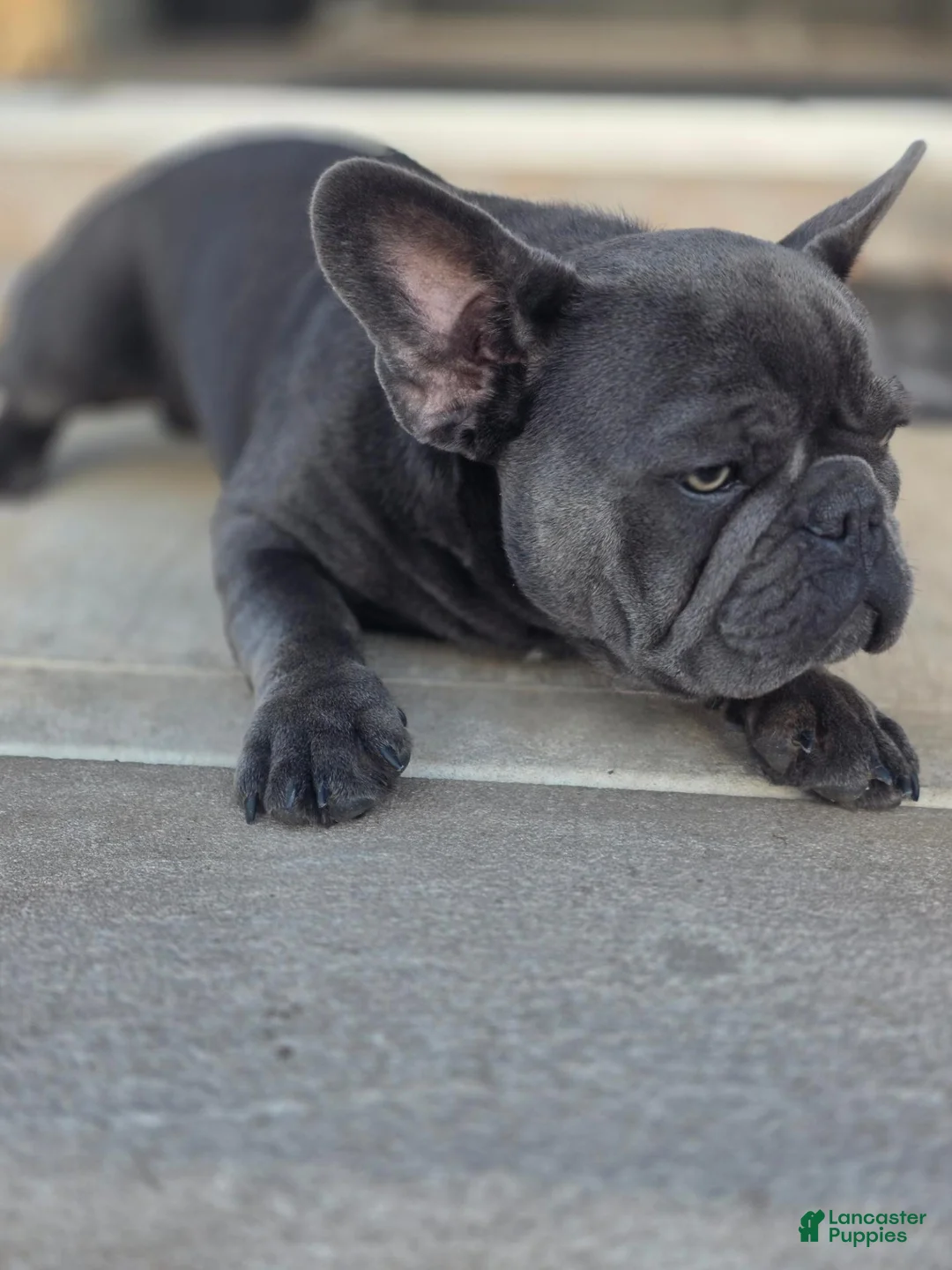 French Bulldog dogs for sale: Blue - Ad 2
