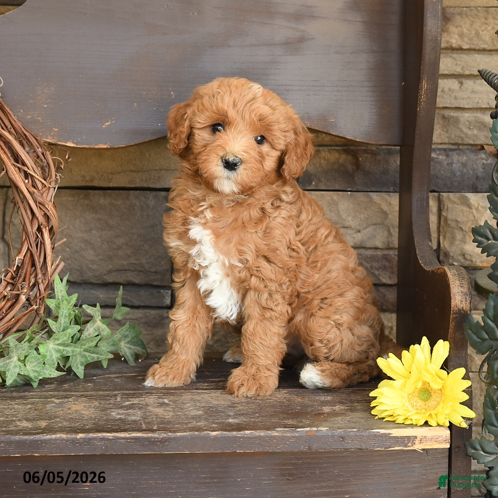Mini Goldendoodle dogs Max - Ad 1