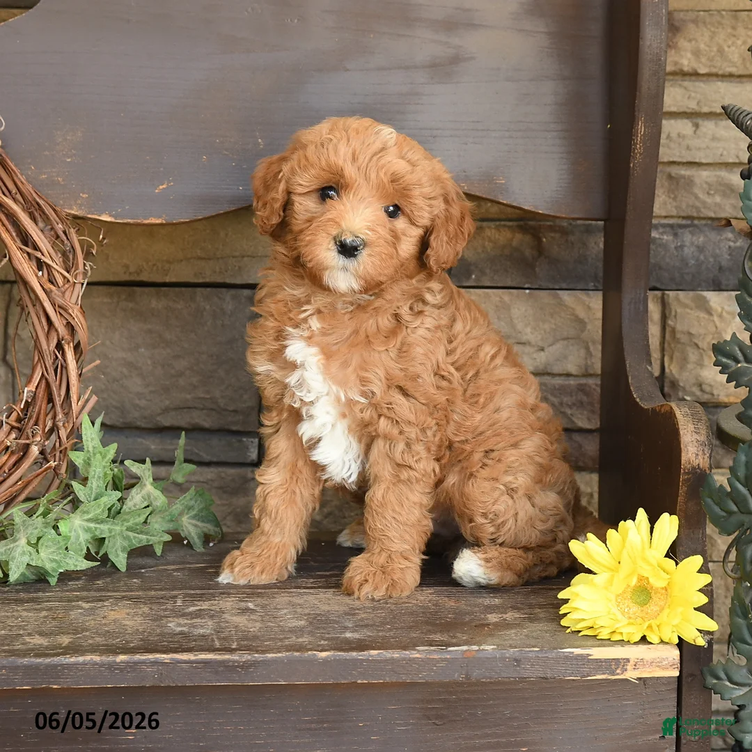 Mini Goldendoodle dogs for sale: Max - Ad 1