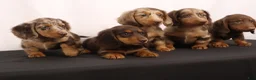Dachshund dogs for sale: Duke - Ad 22