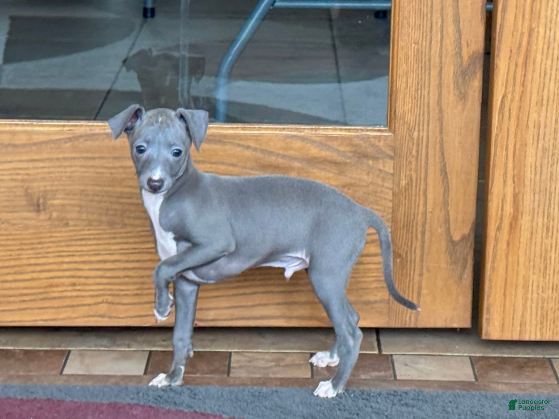 Italian Greyhound dogs Cj - Ad 2