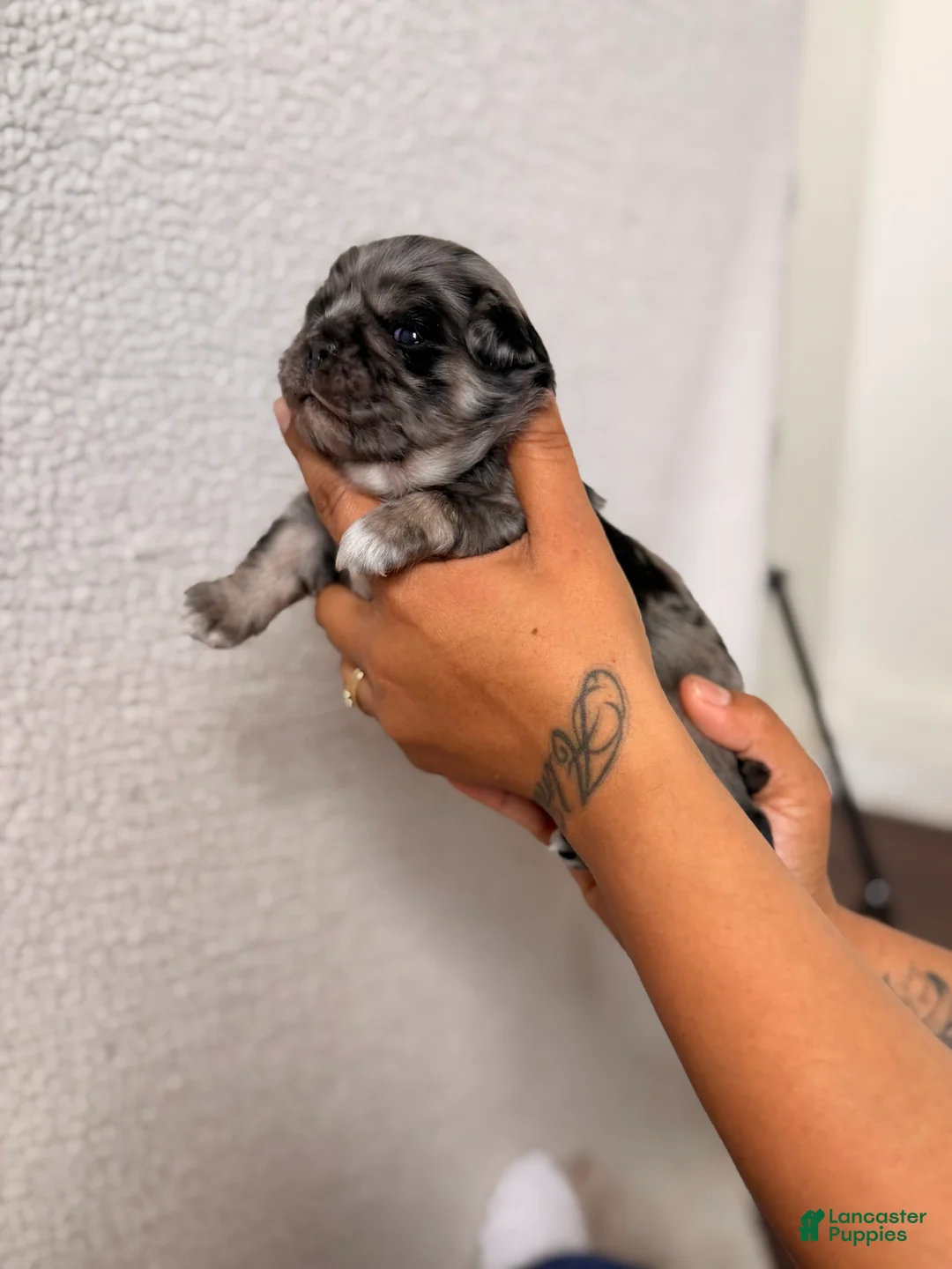 Pug dogs for sale: Pug Puppy 2 Roy - Ad 1