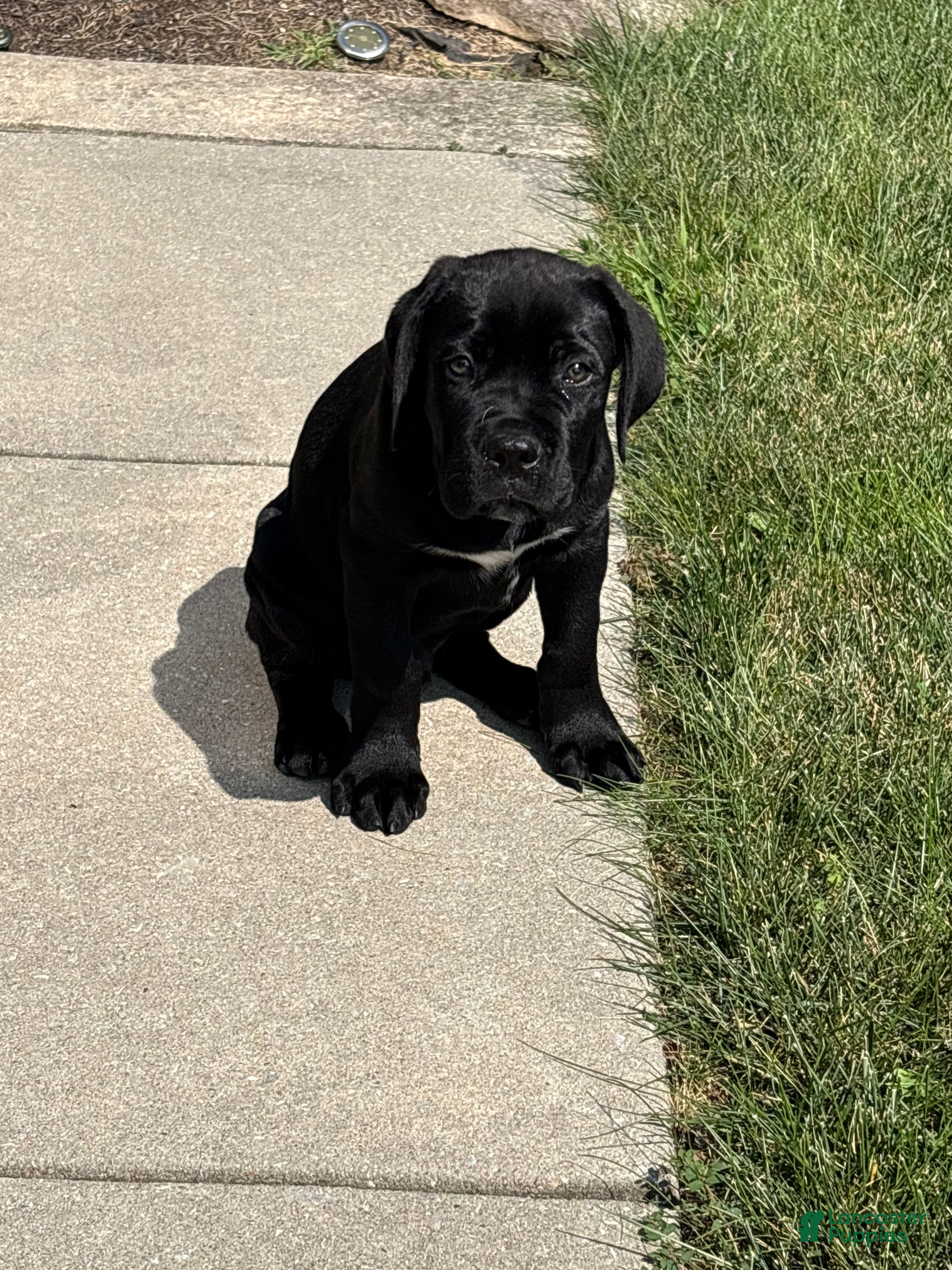 Cane Corso dogs Cane Corso 1 - Ad 1