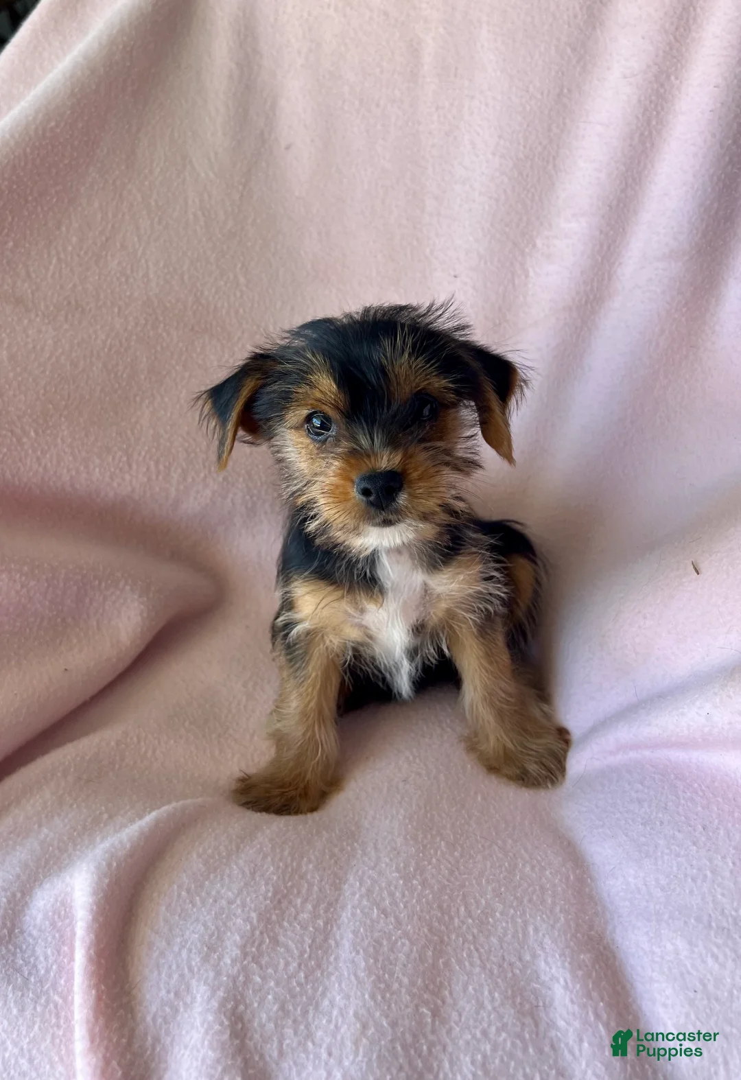Yorkshire Terrier dogs for sale: Debbie - Girl - Ad 1