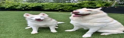 Siberian Husky dogs for sale: Zelda & Axel - Ad 1