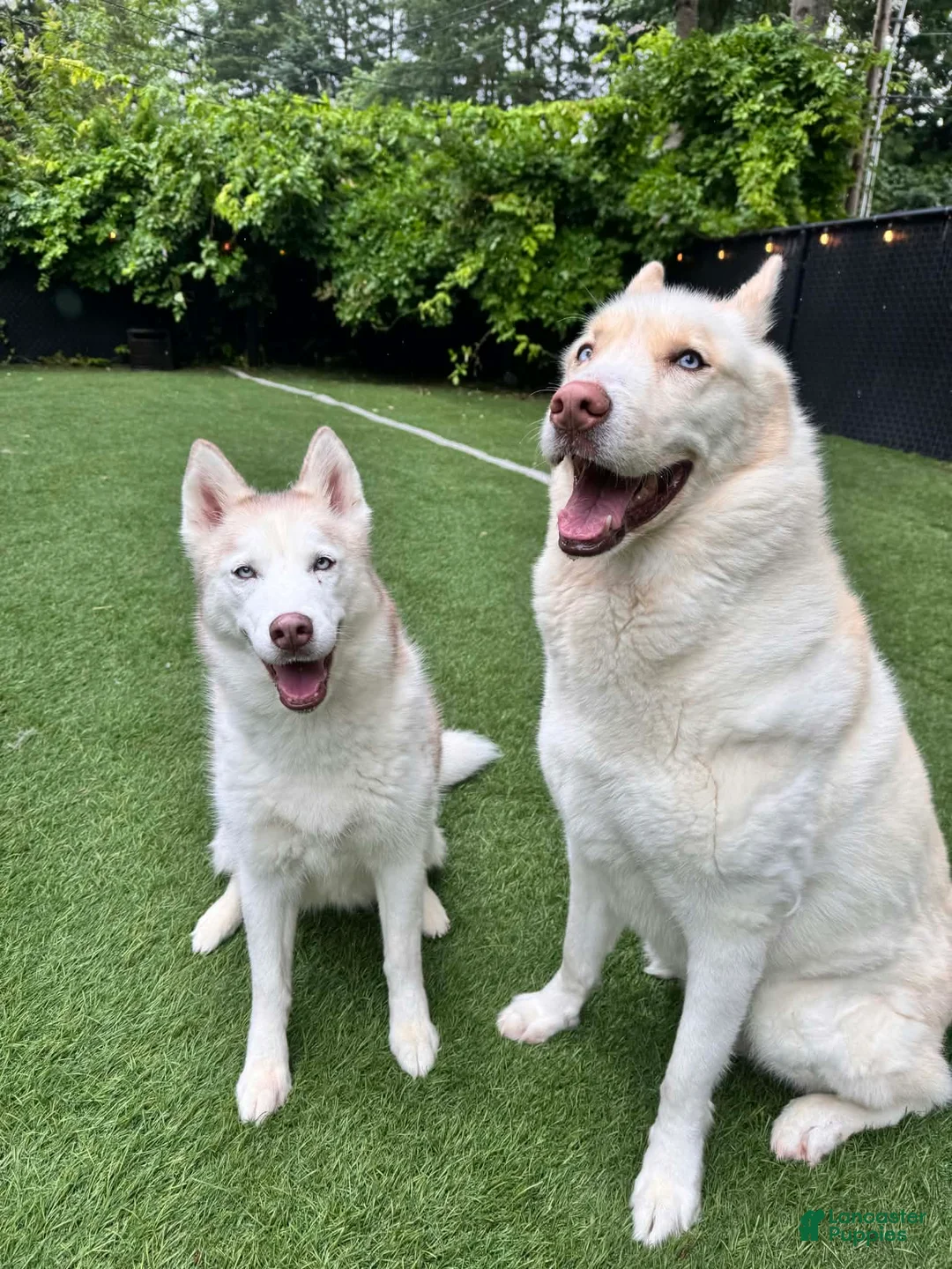Siberian Husky dogs for sale: Zelda & Axel - Ad 1