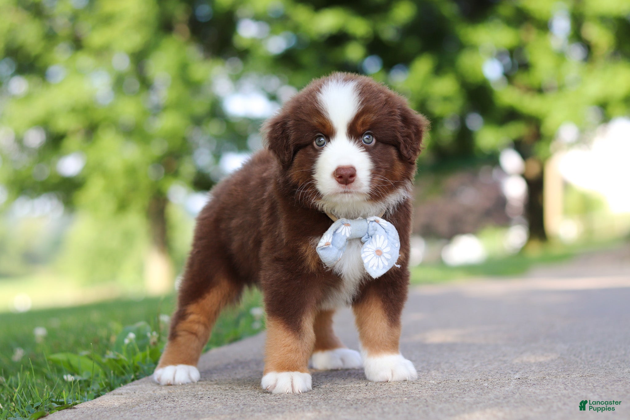 Miniature Australian Shepherd dogs Rowdy - Ad 2