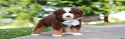 Miniature Australian Shepherd dogs for sale: Rowdy - Ad 2