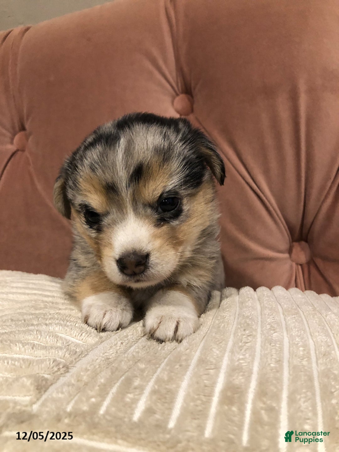 Mixed Breed dogs for sale: Knuckles - Ad 2