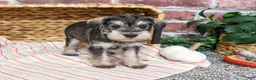 Miniature Schnauzer dogs for sale: Esme - Ad 5