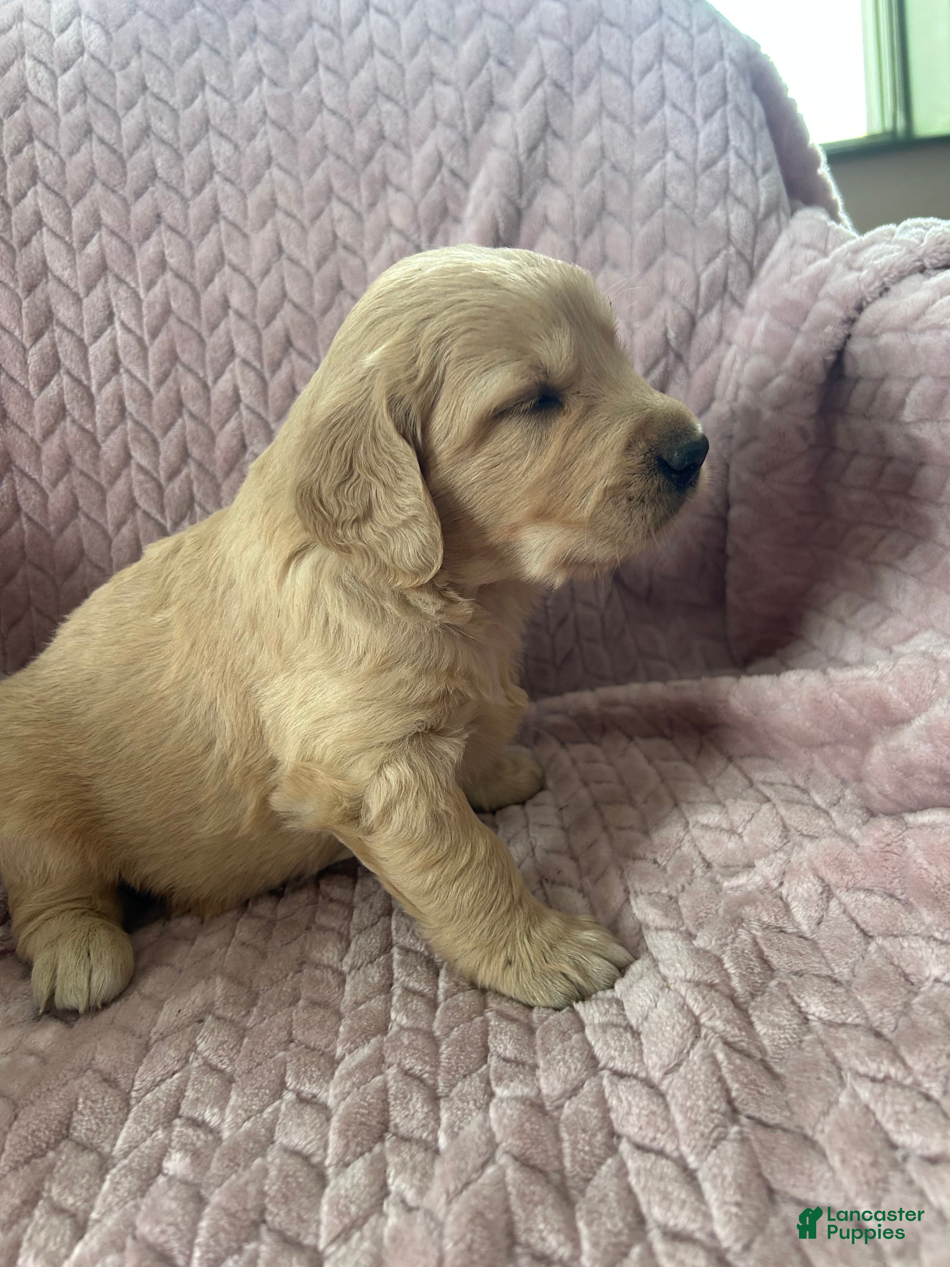 Golden Retriever dogs Snickerdoodle  - Ad 2