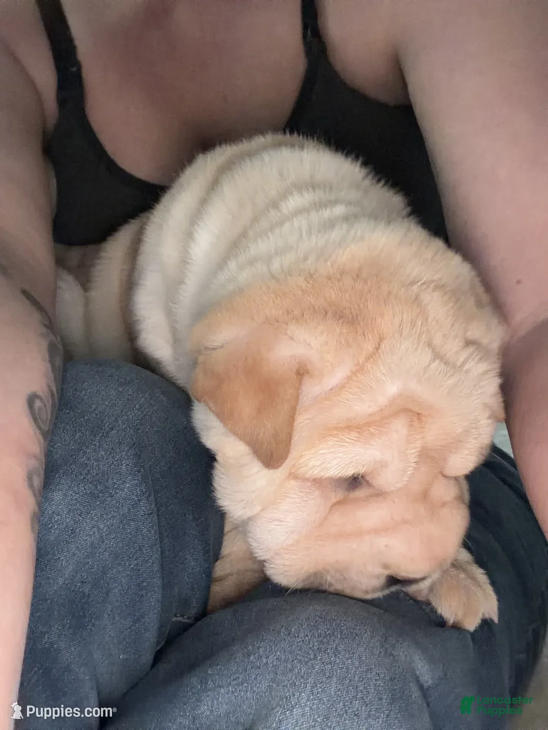 Shar Pei dogs for sale: Shar Pei Puppy 6 - Ad 2