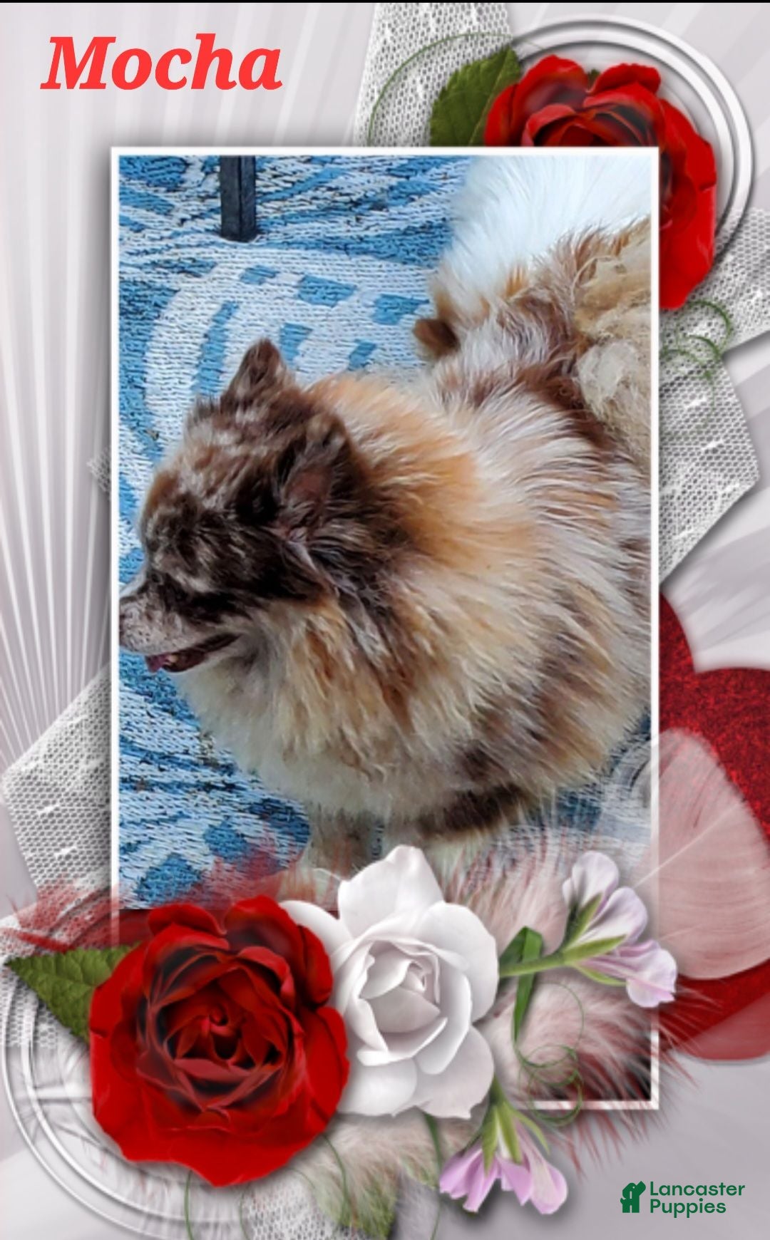 Pomeranian dogs for sale: Bandit  - Ad 3