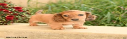 Miniature Dachshund dogs for sale: Flower - Ad 3