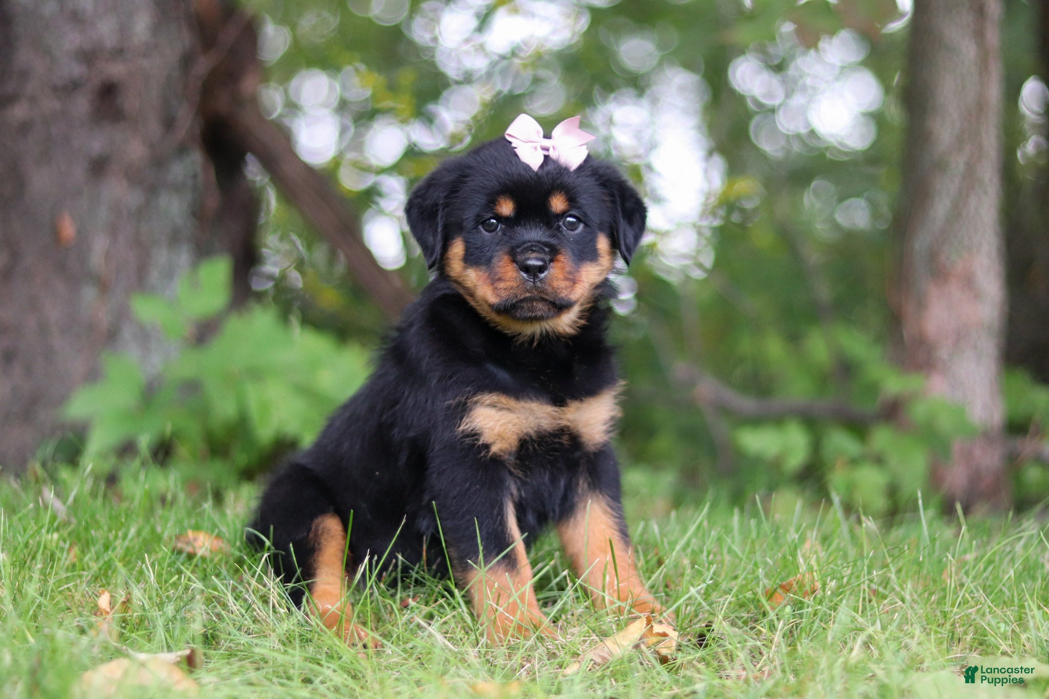 Honey (Rottweiler, Female) in Dundee, OH