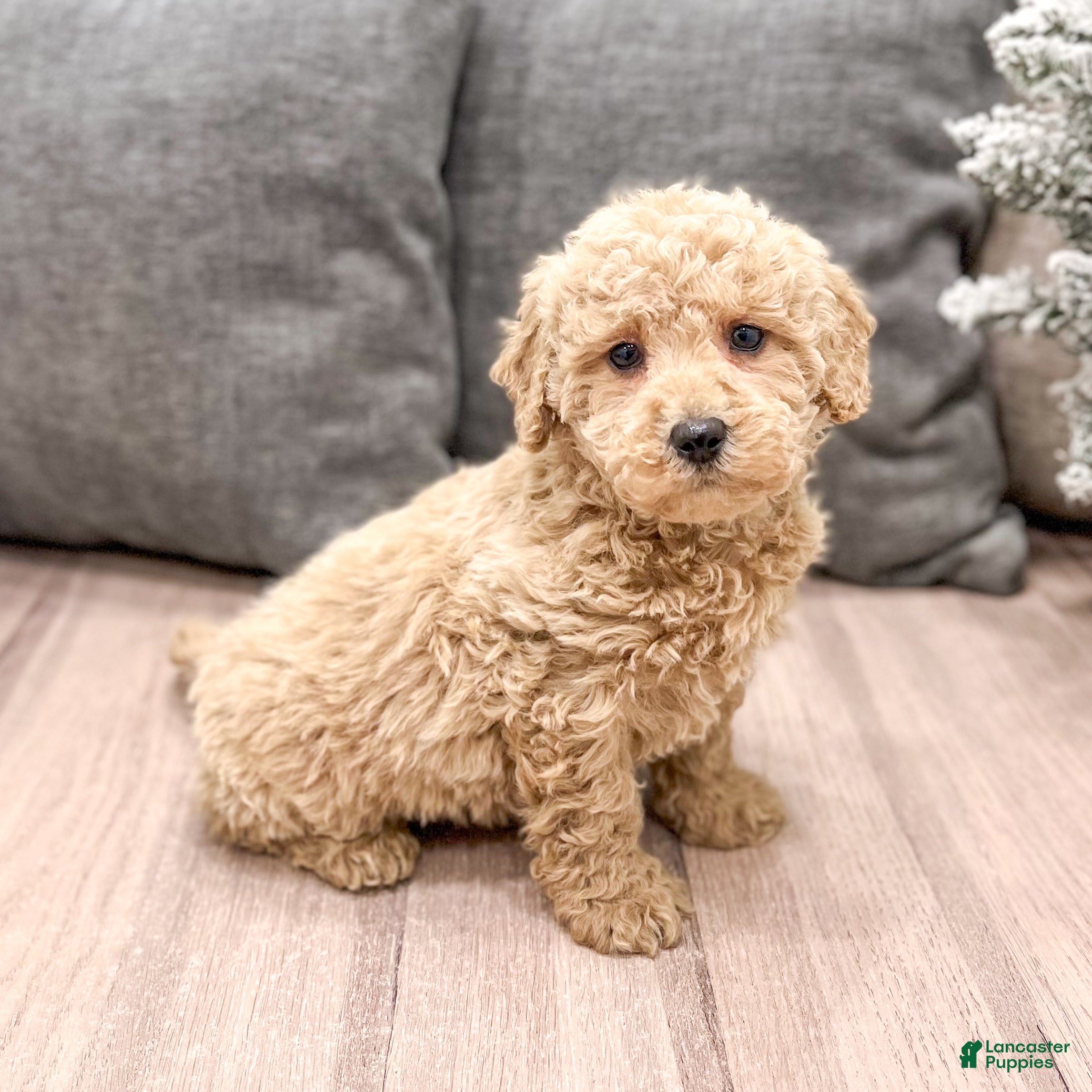 Mini Goldendoodle dogs Benji - Ad 13