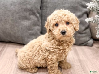 Mini Goldendoodle dogs Benji - Ad 23