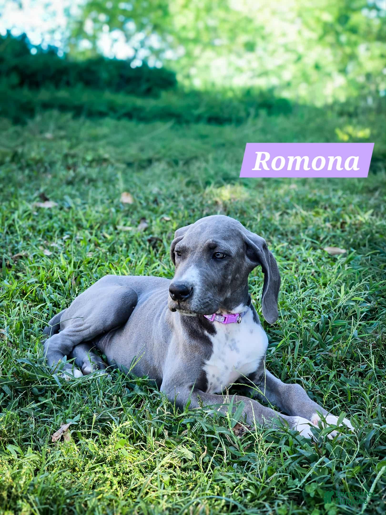 Great Dane dogs Ramona - Ad 38