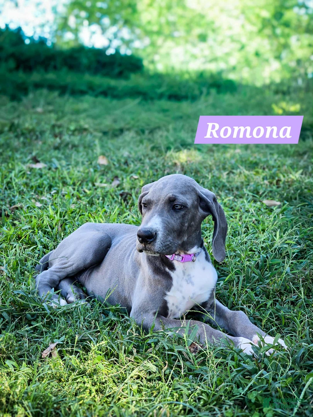 Great Dane dogs for sale: Ramona - Ad 1