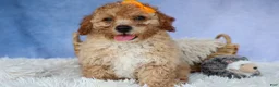 Miniature Poodle dogs for sale: WAYNE - Ad 16