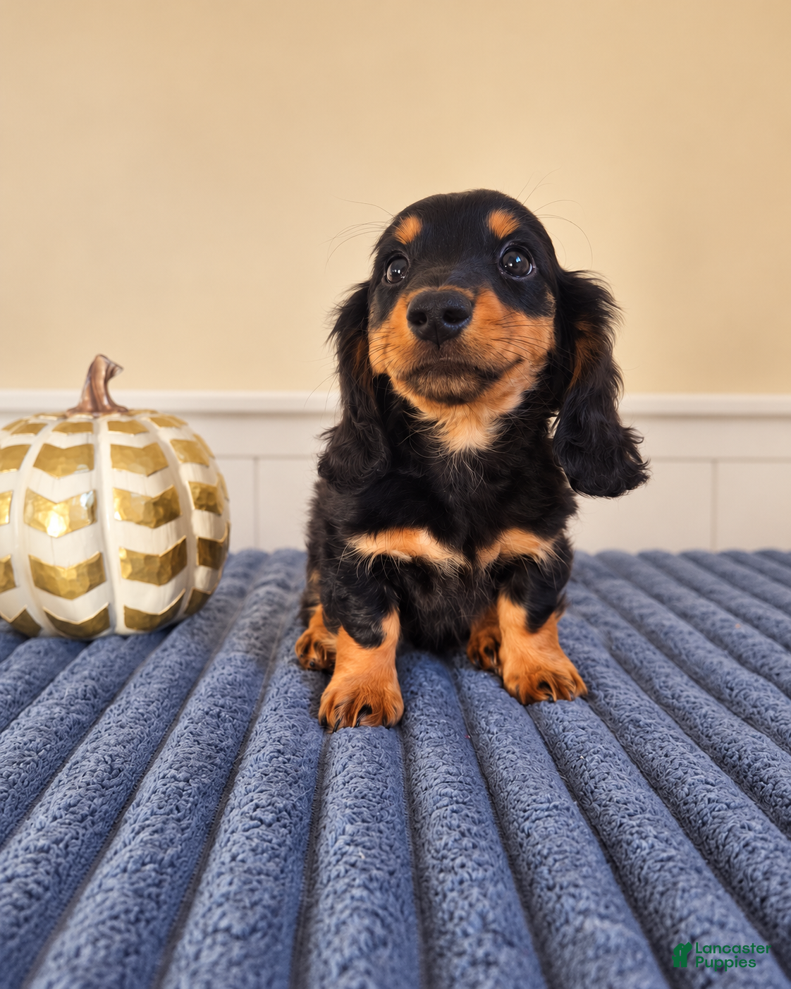 Miniature Dachshund dogs for sale: Link - Ad 41