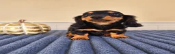 Miniature Dachshund dogs for sale: Link - Ad 1