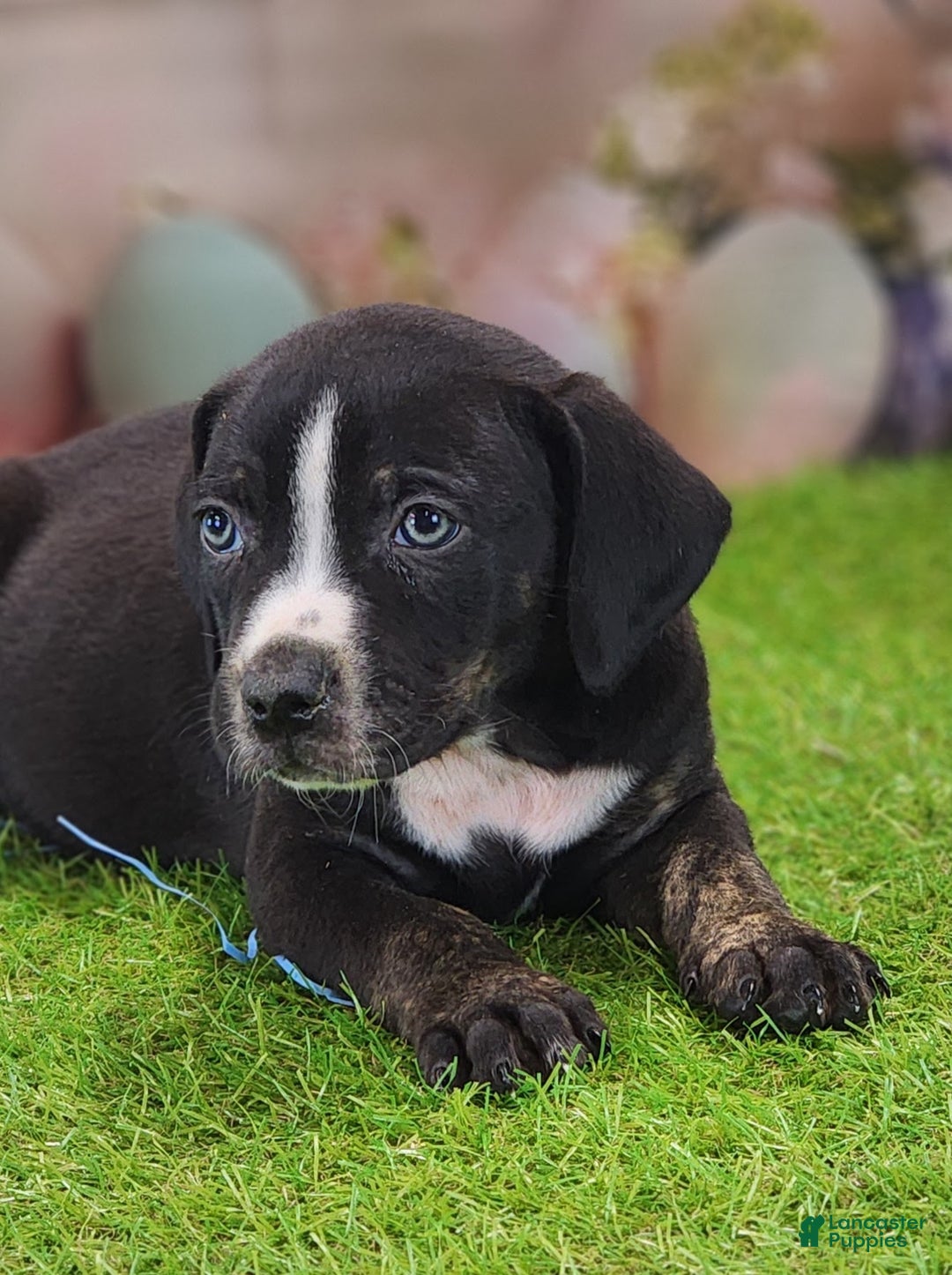 Catahoula Leopard Dog dogs for sale: Juliet 2025 Male 4 - Ad 5