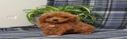 Miniature Poodle dogs for sale: Xara - Ad 3