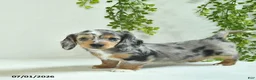 Miniature Dachshund dogs for sale: Gloria  - Ad 3