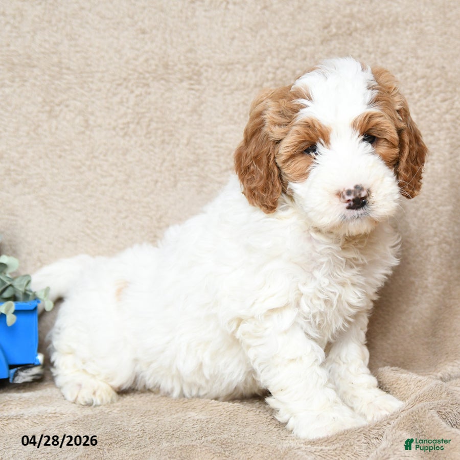 Goldendoodle dogs Snickerdoodle - Ad 2