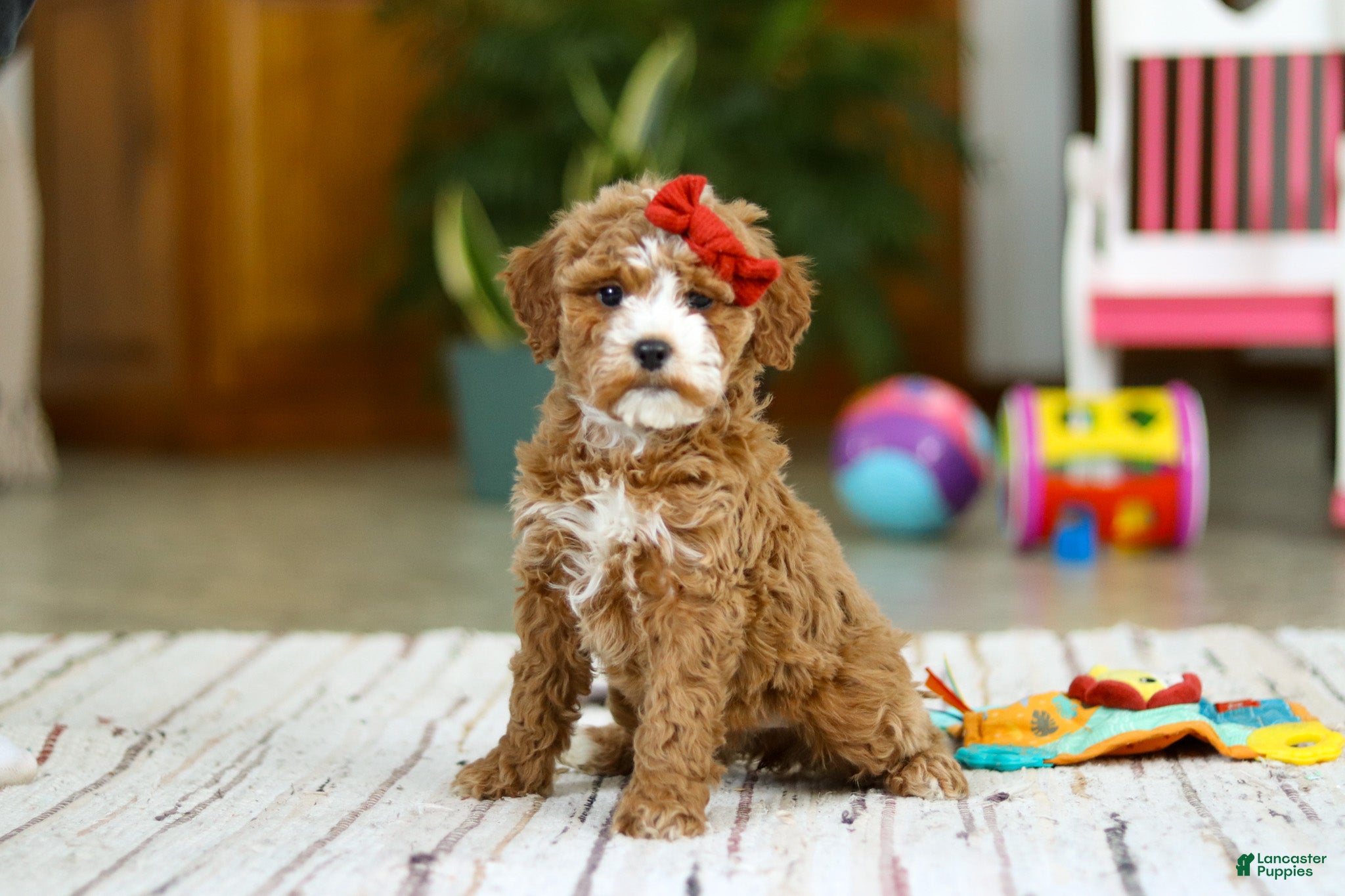 Mini Goldendoodle dogs Rachel - Ad 22